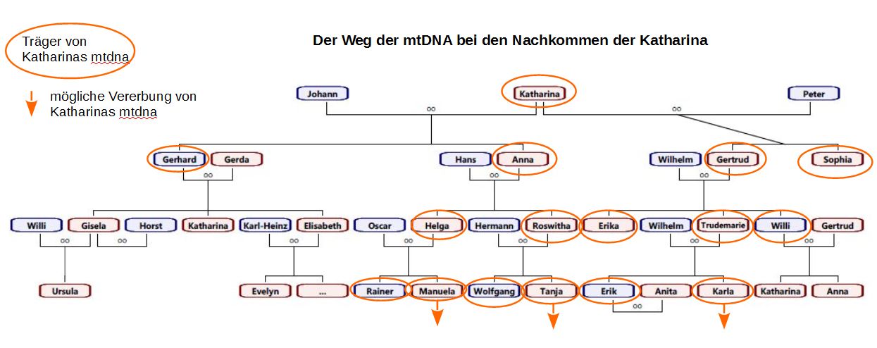 Erbmtdna2.jpg