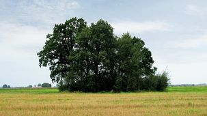 Blick von Kugeleit zum Friedhof Heydeberg