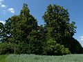 12.07.2010Friedhof Kawohlen008.JPG