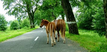 Landstraße nach Schakuhnen