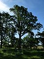 09.07.2010Friedhof Laugallen010.JPG