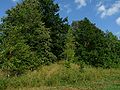 12.07.2010Friedhof Schlaunen001.JPG