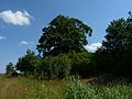 12.07.2010Friedhof Kallnuggen004.JPG