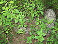 15.09.2010Friedhof Neusass Sköries007.jpg