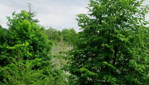 Landschft im Forst Eichwald bei Bersteningken