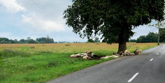 Landstraße nach Laukischken