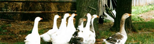 Eine Gänseherde in Bambe (Heidenanger), Kreis Ragnit