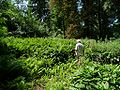 09.07.2010Friedhof Akmonischken002.JPG