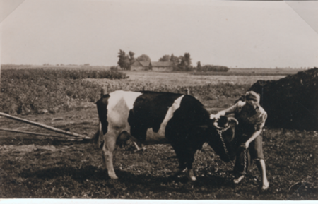 Foto: Der Tuttliesen Hof aus der Ferne 1930, im Vordergrund Hildegard Tuttlies mit ihrer Lieblingskuh "Lisa", Quelle: privat