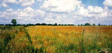 Das Foto zeigt ungefähr die Stelle in Blüchersdorf, wo einst der Hof der Familie Rehn gestanden hat, 1993