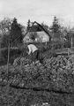 Richard Stech bei der Grünkohlernte im Garten hinter dem Haus, um 1965