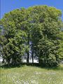 Friedhof Kriegsdehnen Ansicht.JPG