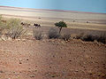 äsende Zebras Namibrand