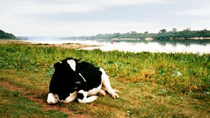 Am Ufer der Memel bei Neuhof Kassigkehmen