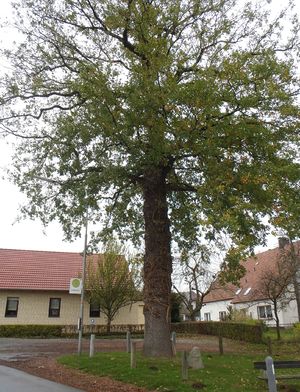 Herford Kriegerdenkmal Friedenseiche Stedefreund-01.jpg