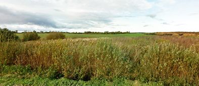 Landschaft bei Romanuppen, Kreis Stallupönen