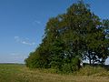 12.07.2010Friedhof Kekersen005.JPG