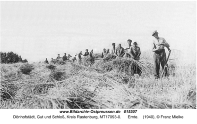 Foto: Gut Dönhofstädt, Kreis Rastenburg; Vorschnitter Franz Mielke und hinter ihm noch mindestens 15 Binderinnen und Schnitter, Quelle: Vom Roggenband und vom Plon - Ostpreussen Portal