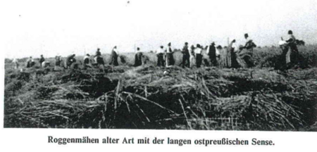 Foto: Polnische Schnitter Kolonne, Quelle: Hans Bloech, Ostpreußens Landwirtschaft, Teil 2