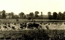 Getreideernte am Schmiedeweg auf dem Land von Buse, Fuhrwerk Becker; Platjenwerbe