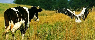 Auf einer Weide beim Gut Milchbude, Kreis Pogegen, Memelland, Ostpreußen