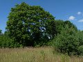 12.07.2010Friedhof Peteraten005.JPG