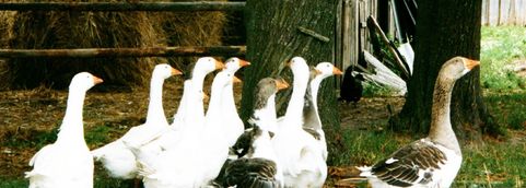 Eine Gänseherde in Bambe (Heidenanger), Kreis Ragnit