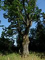 11.07.2010Friedhof AltStremehnen004.JPG