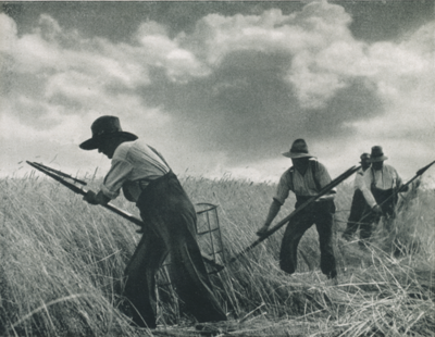 Foto: Polnische Schnitter, Quelle: Hans Bloech, Ostpreußens Landwirtschaft, Teil 2