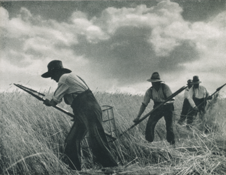 Foto: Polnische Schnitter Kolonne Quelle: Hans Bloech, Ostpreußens Landwirtschaft, Teil 2